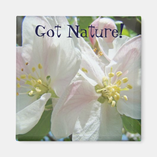 Got Nature! Magnet Rosa Apfelblussel Blume (Vorne)