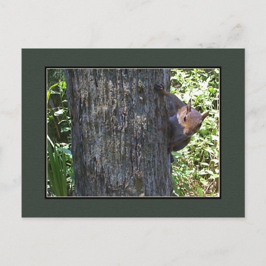 Got Nuts?? Postkarte (Vorderseite)