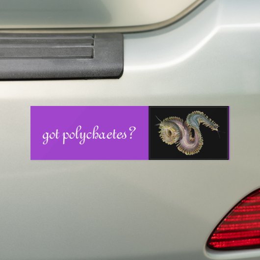 got Polychaetes? Autoaufkleber (Auf Auto)