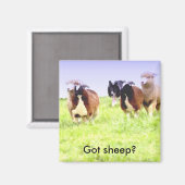 Got Schafe? Border Collie Magnet (Vorderseite/Rückseite)