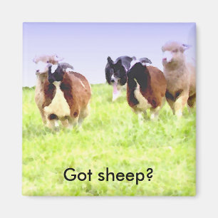 Got Schafe? Border-Colliemagnet Magnet