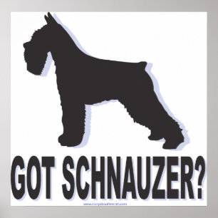 got schnauzer poster
