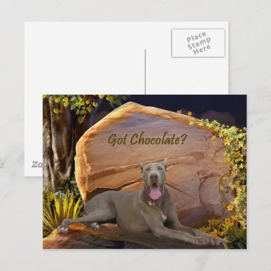 Got Schokolade? Postkarte (Vorne/Hinten)