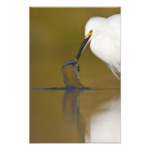 Gotcha Fotodruck (Vorne)