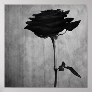 Gothic Black Rose Poster