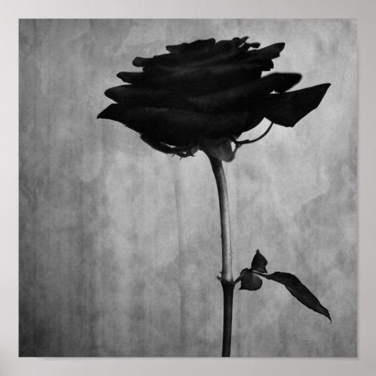 Gothic Black Rose Poster (Vorne)