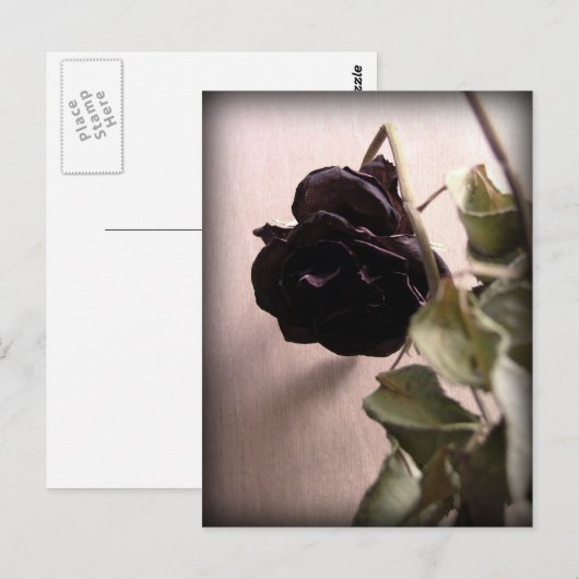 Gothic Dead Rose Postkarte (Vorne/Hinten)