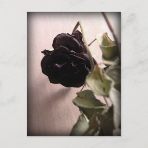 Gothic Dead Rose Postkarte