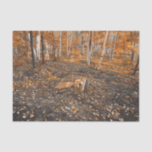 Gothic Vintag Orange Blätter Herbst Friedhof