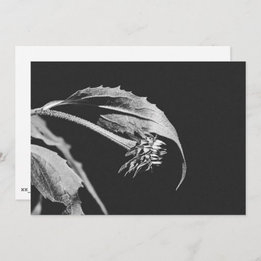Gothic Wilting Flower Photo Reprint Einladung (Vorne/Hinten)