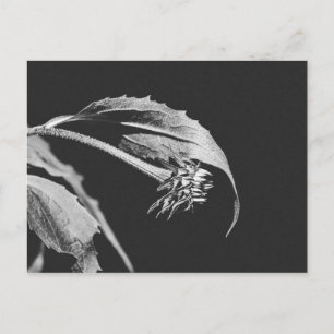 Gothischer verwelkender Blumenfoto-Nachdruck Postkarte