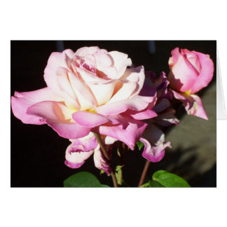 Gott gab uns Rose