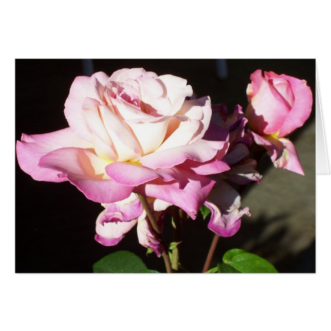 Gott gab uns Rose (Vorderseite (Horizontal))