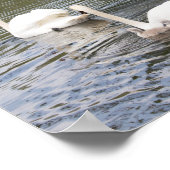 Gott ist unser Refugium Swan Fotograf Poster (Ecke)