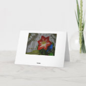 Gottes Gefallen, Stargazer Amaryllis Karte (Rückseite)