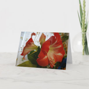 Gottes Gefallen, Stargazer Amaryllis Karte