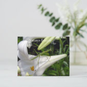 Gottesanbeterin auf Blüte Postkarte (Stehend Vorderseite)