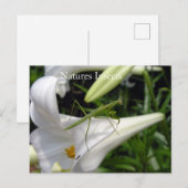Gottesanbeterin auf Blüte Postkarte (Vorne/Hinten)