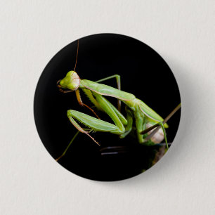 Gottesanbeterin Button