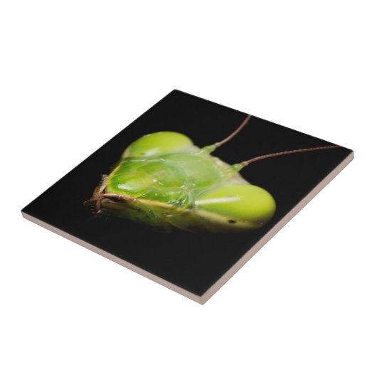 Gottesanbeterin Fliese (Seite)