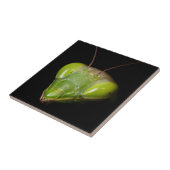 Gottesanbeterin Fliese (Seite)