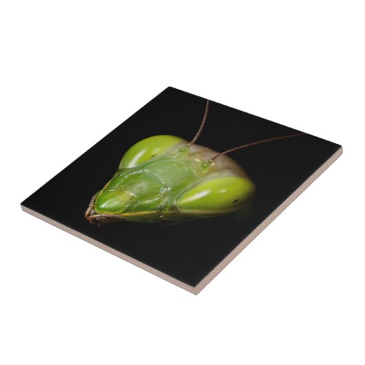 Gottesanbeterin Fliese (Seite)