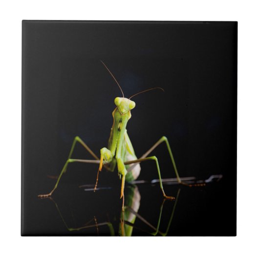 Gottesanbeterin Fliese (Vorderseite)