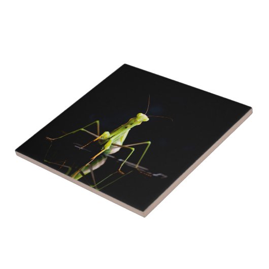 Gottesanbeterin Fliese (Seite)