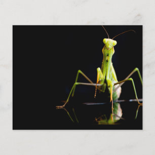 Gottesanbeterin Flyer