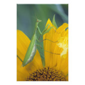 Gottesanbeterin Fotodruck (Vorne)