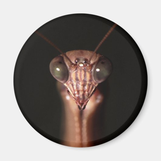 Gottesanbeterin Magnet (Vorne)