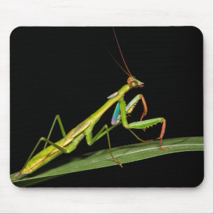 Gottesanbeterin, Odzala, Nationalpark Kokoua Mousepad