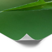 Gottesanbeterin Poster (Ecke)