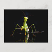 Gottesanbeterin Postkarte (Vorderseite)