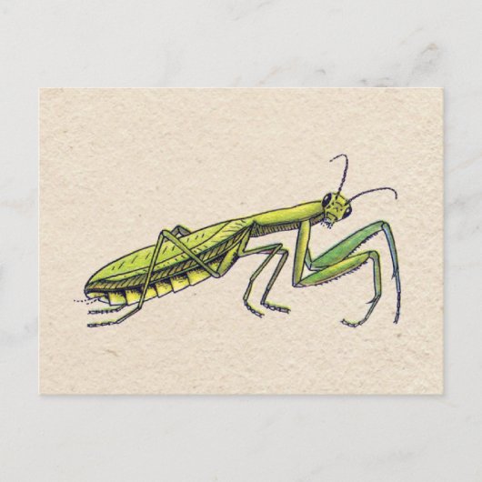 Gottesanbeterin Postkarte (Vorderseite)