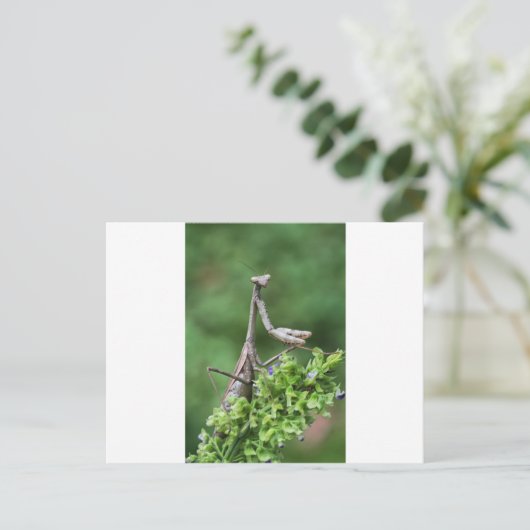 Gottesanbeterin Postkarte (Stehend Vorderseite)