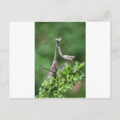 Gottesanbeterin Postkarte (Vorderseite)