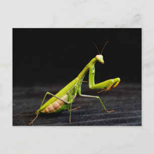 Gottesanbeterin Postkarte