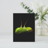 Gottesanbeterin Postkarte (Stehend Vorderseite)