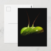 Gottesanbeterin Postkarte (Vorne/Hinten)