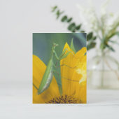 Gottesanbeterin Postkarte (Stehend Vorderseite)