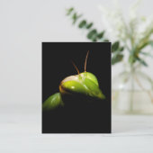Gottesanbeterin Postkarte (Stehend Vorderseite)