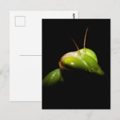 Gottesanbeterin Postkarte (Vorne/Hinten)