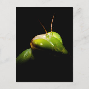 Gottesanbeterin Postkarte