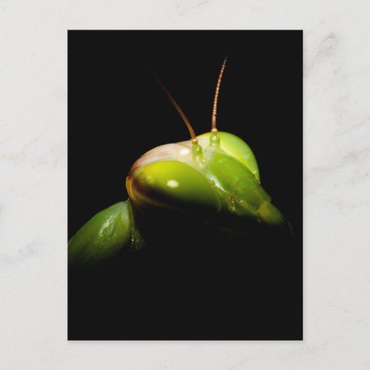 Gottesanbeterin Postkarte (Vorderseite)