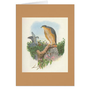 Gould - Accipiter nisus Sparrowhawk