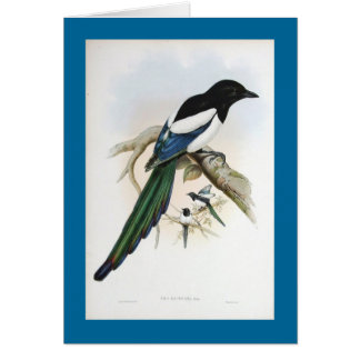 Gould - afghanische Elster
