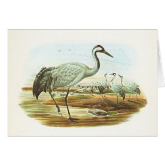 Gould - allgemeiner Kran - Megalornis Grus