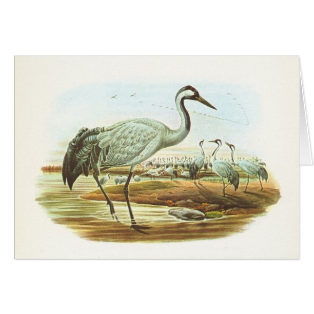 Gould - allgemeiner Kran - Megalornis Grus (Vorderseite (Horizontal))