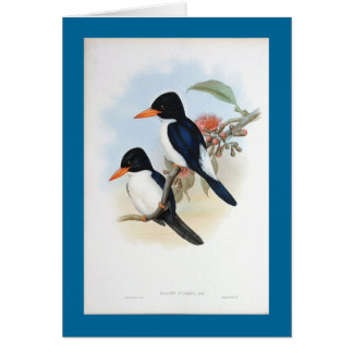 Gould - blauer und weißer Eisvogel